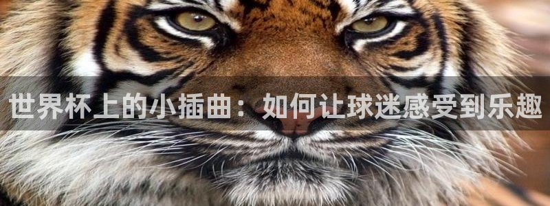 世界直播:世界杯上的小插曲:如何让球迷感受到乐趣